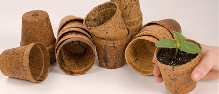 Coco Pot